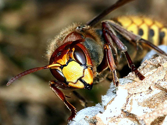 Nids de guêpes et frelons Nids de guêpes et frelons
